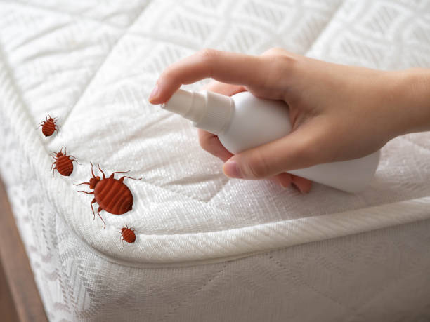 Best Bed Bug Extermination  in Falmouth, VA